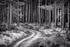 Pine Forest Path
