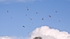 Air Kites_8329