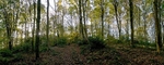 Lads-Head-Wood-panorama-Lowick