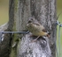 Juv Common Redstart