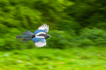 Magpie Pica pica 7201