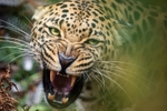 Leopards Snarl