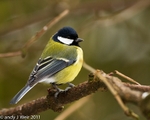 Great Tit portfolio