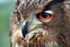 European Eagle Owl  _AGT_033
