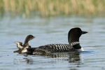 Common Loon chick, wings raised, Minnesota
