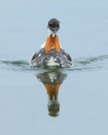 Red-necked Phalarope (female) head-on, Iceland