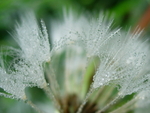 Frosty Dandy Seeds