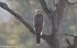 Crested Hawk Eagle