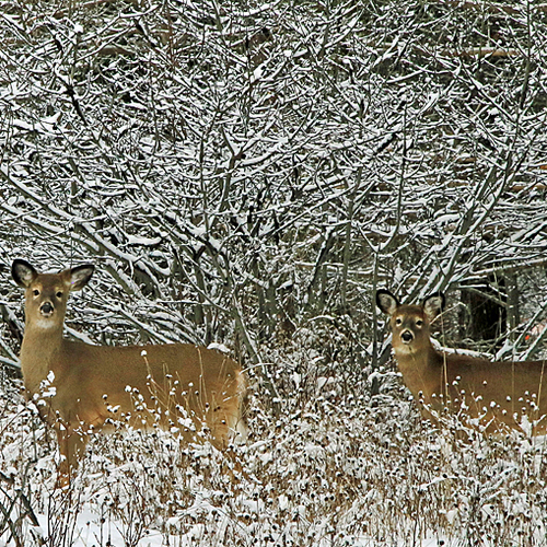 White-tailed deer forage for winter sustenance amid a fresh snowfall.