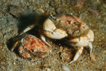Atelecyclus rotundatus male & remale together