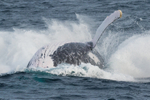 Whale Splash 0A3A0377