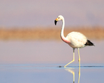 Andean Flamingo stirring up food with foot, Laguna Chaxas, Chile