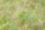 SBM_02909