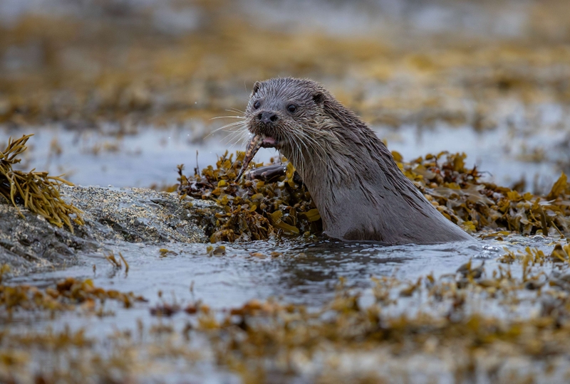Eurasian Otter - Isle of Mull - Scotland