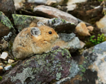 American Pika resting amongst rocks, Moraine Lake, Canada