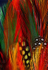 Feathers-3-4058
