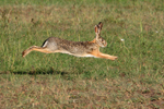 African Savanna Hare running, Masai Mara