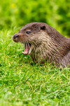 european otter lutra lutra-8160