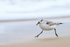 Sanderling running at low tide, Studland Bay, Dorset