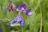 Purple Vetch