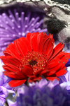 Flowers Set 06 - 16