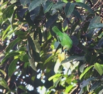 Jerdons Leafbird
