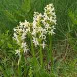 Lesser butterfly orchid (Platanthera bifolia)
