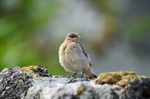 Northern Wheatear fledgling