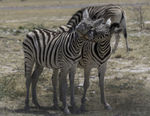 Zebra Pair