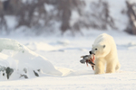 Polar Bear cub with Fulmar, Svalbard, Norway