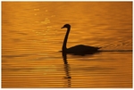 Mute Swan Silhouette