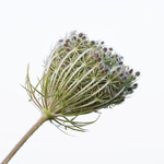 9th August Wild Carrot Seedhead