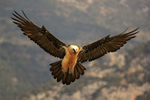 Lammergeier landing, Pre-Pyrenees, Catalonia, Spain