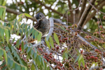 Turquoise Cotinga (female), Osa Peninsula, Costa Rica