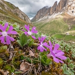 Dwarf primula (Primula minima) also Least primrose