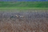 Short-eared Owl