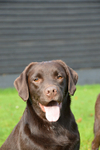 Chocolate Labradors portfolio