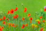 Dancing of Poppies, Ireland.