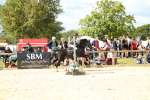 SBM_41311
