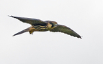 Hobby