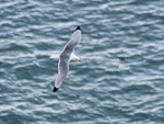 Kittiwake