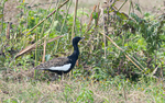 Bengal Florican