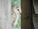 Barn Owl