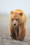 Brown Bear walking close front view, Silver Salmon Creek, Alaska