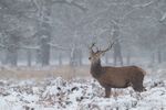 Red deer stag in snow