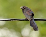 Groove-billed Ani portfolio