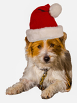 Christmas Terrier_5337