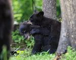 Fighting Black Bear cubs, Minnesota, USA