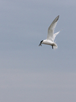 SBT005: Sandwich tern