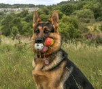 Tess